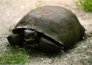 Gopher Tortoise of Florida