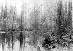 Swamp in the Florida Everglades