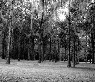 Pine thicket at the scene of Dade's Massacre