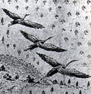 Cranes, from Bartram's vision of the Alachua Savannah