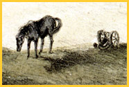 Horse, from an engraving of the war