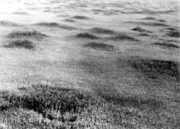 Aerial view of the Big Cypress Swamp