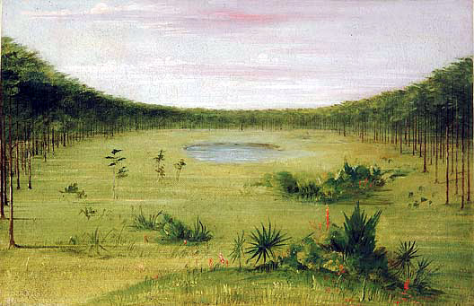 A Florida savannah, by Catlin