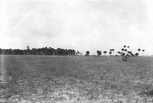 Clearing on the shores of Lake Okeechobee