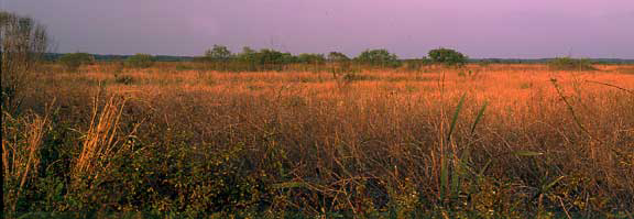 Payne's Prairie on the Alachua Savannah